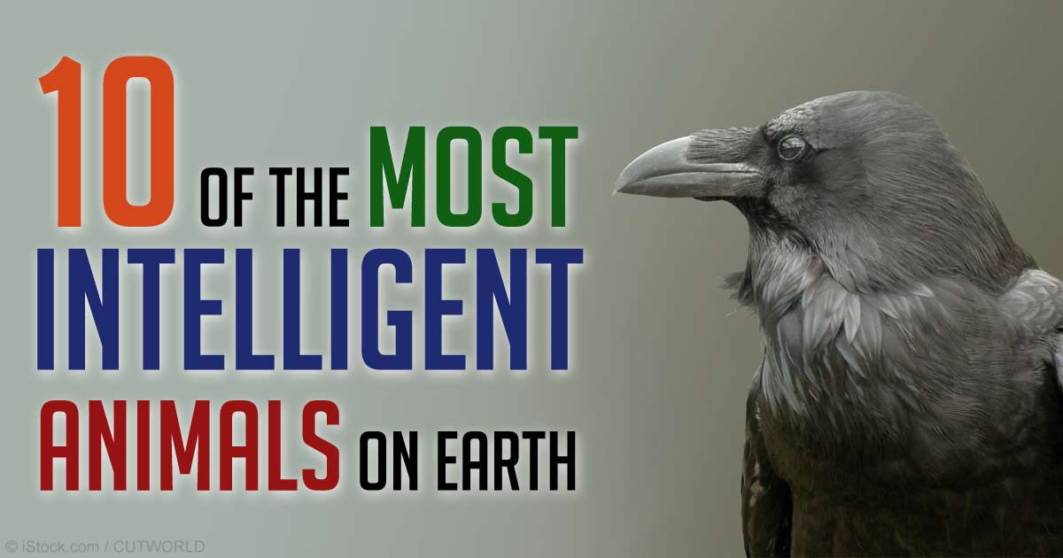 World Day Animal Intelligence – 25 May – Image-i-nations